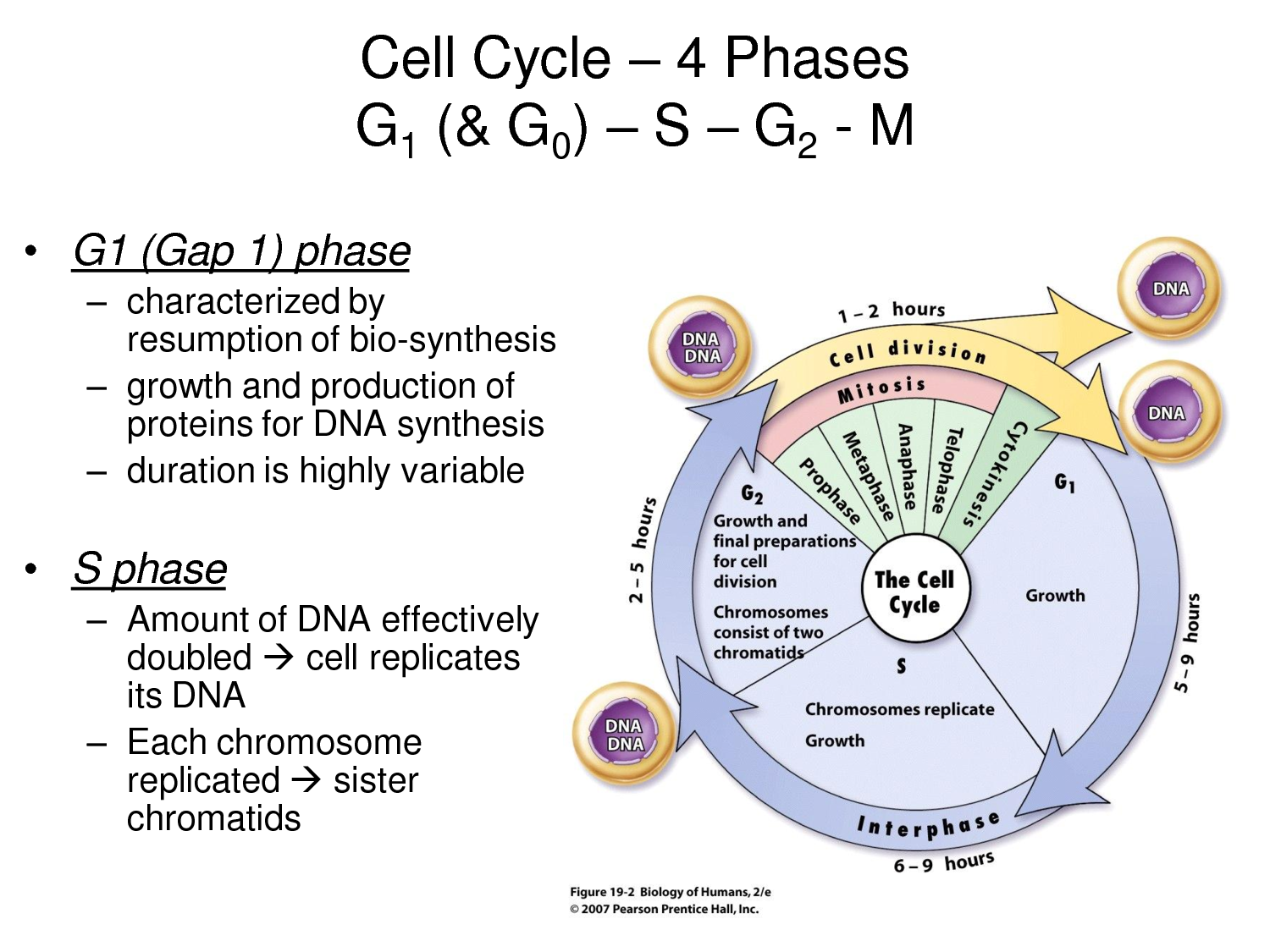 The Cell Cycle essay